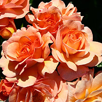 Rosa 'Summer Beauty'