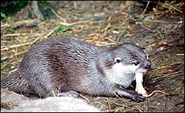 Otter