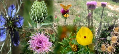 د اغزي ګلان