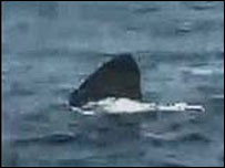 基伯尔在南非拍的大白鲨