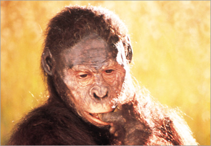 Australopithecus afarensis