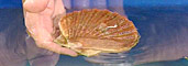 Photo of a sea shell