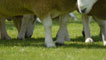 Sheep hooves