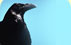 raven