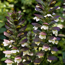 Acanthus spinosus