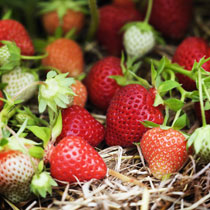 Fragaria ananassa 'Cambridge Favourite'