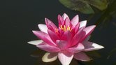 Pink Water Lily...
