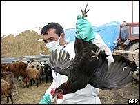 Ptačí chřipka (ilustrační foto)