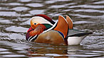 Mandarin duck. Photo: Moses Davies