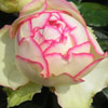 Rosa 'Moonshine'