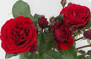 image: Rosa 'Growing Hope', winner of the 2006 rose vote