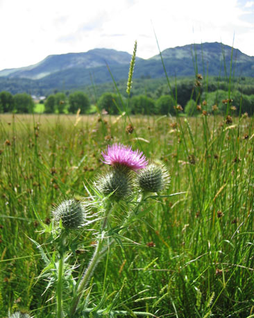 Eluned also snapped this thistle at the foot of the hill.