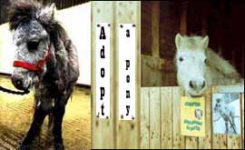 Adopt a pony 