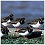 Migration index (Image: Turnstones c/o RSPB Images/Andy Hay)