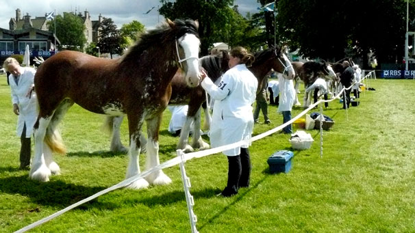 Clydesdales are groomed to perfection in the main ring on Thursday.