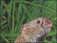 A Wombourne vole