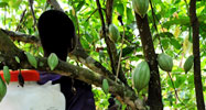 Cocoa pods growing in Ivory Coast