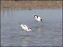 Avocets, Minsmere