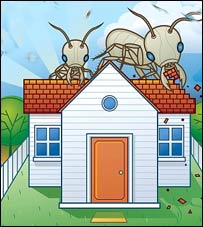 هجوم پشه ها