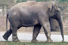An elephant