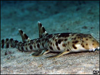 Nova espécie de tubarão