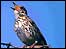Song thrush