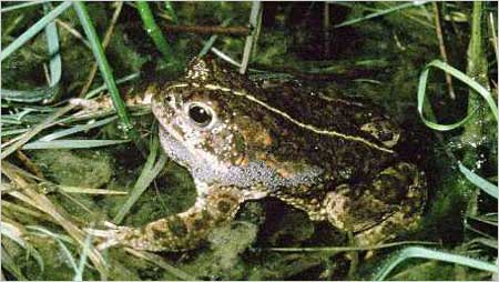 Natterjack toad c/o Natural England