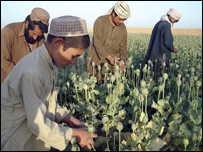 نيشتر زدن کوکنار 