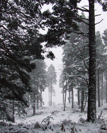 Snow falls amid Scots pine trees