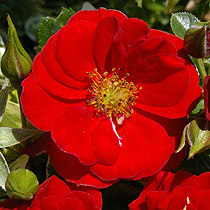 Rosa 'Little Cherub'