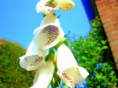 Flowers in the summer