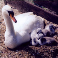 Swan with cygnents