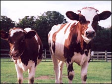 cows2.jpg
