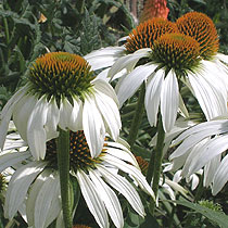 Echinacea purpurea 'White Lustre'