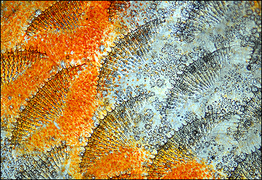 Havi Sarfaty, Associação Veterinária de Israel, em Ramat-Gan (Foto: Cortesia do Concurso Nikon Small World)