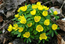 eranthis hyemalis