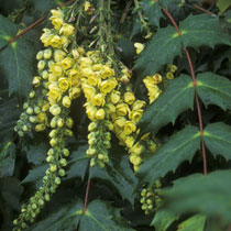 Mahonia japonica