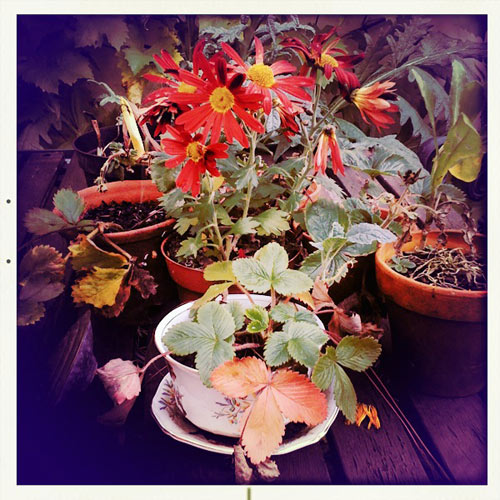 Autumn medley of plants
