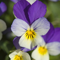 Viola tricolor
