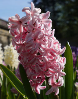 Hyacinthus orientalis ‘Lady Derby’
