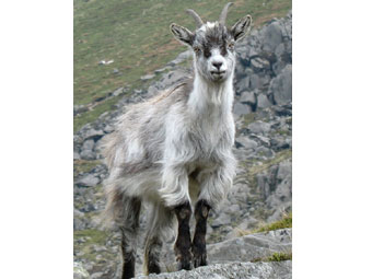 Gafr ifanc ar lethrau Tryfan