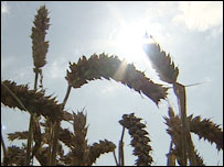 wheat