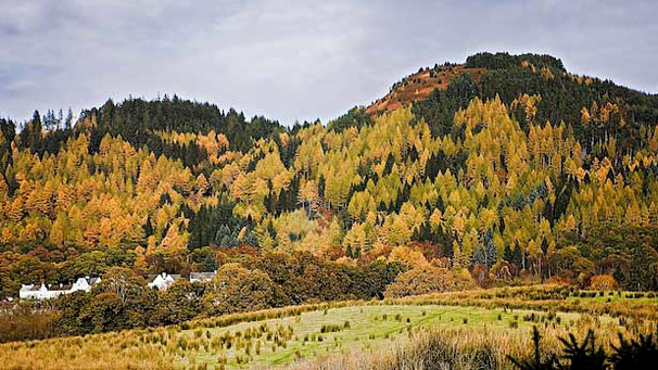 a mountain with yellow and green and orange forest on its slopes