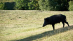 Wild boar