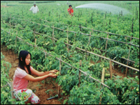 Chăm sóc ruộng rau ở Quỳnh Đôi, Quỳnh Lưu, Nghệ An