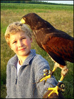 Harris Hawk 