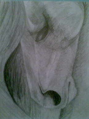 Horse's head in pencil