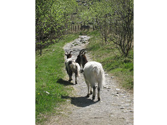 Geifr yn cerdded ar hyd llwybr