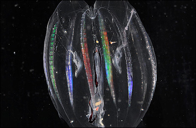 Imagem BAS/P.BUCKTROUT