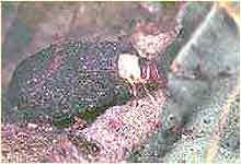 hazel pot beetle larvae